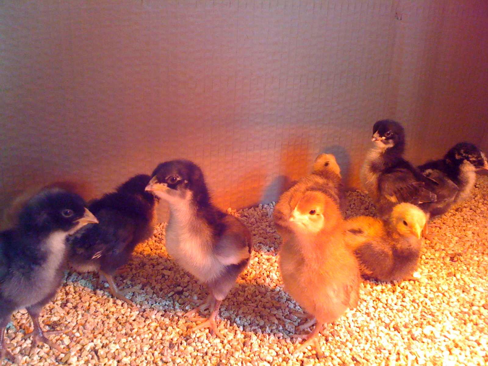 2 week old chicks!