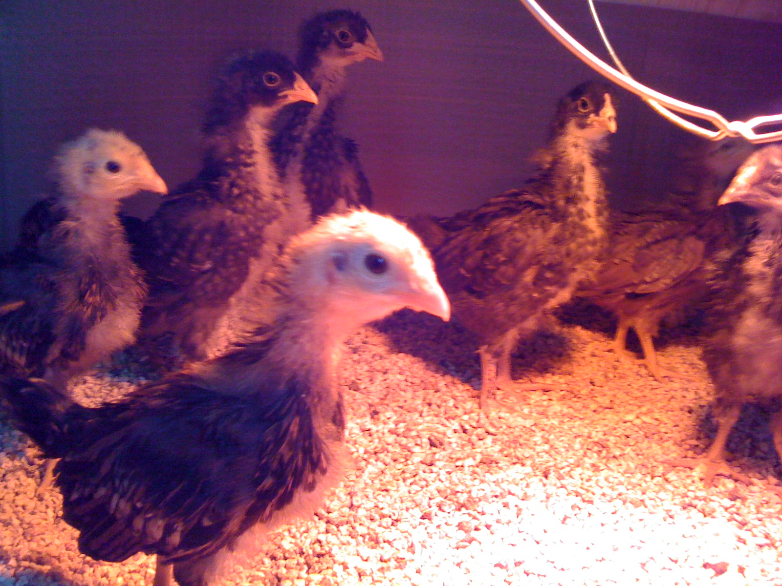 Chicks a few more weeks old