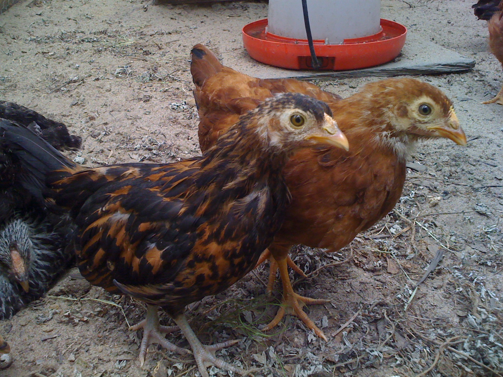 Chicks first time outside!